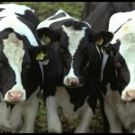 Congreso de reproducción animal reunirá a expertos en Asunción