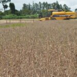 Don Chiquito: un gigante en el desarrollo agrícola en suelo chaqueño