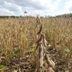 Paraguay exportó menor volumen de trigo zafra 2021