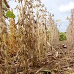 Agricultura tecnificada en el Chaco superaría las 324 mil hectáreas