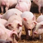 Exportaciones de maíz 2022 llegarían a niveles récord