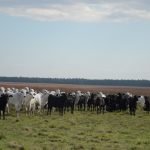 Récord de envíos de carne bovina hasta octubre