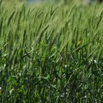 Adecuado estado de humedad para pasturas implantadas