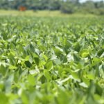 Exportaciones de carne aviar aumentaron 29 %