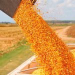 Paraguay busca habilitar exportación de carne porcina con hueso a Taiwán