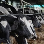 Ganaderos en shock: actividad se redujo 60 %