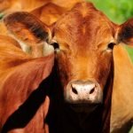 Suspenden Congreso Internacional Soy Sur