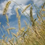 Marzo cierra con aumento en la faena de bovinos