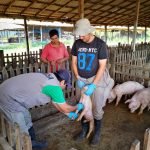 Desarrollan maíz de baja estatura: mayor resistencia y rendimiento