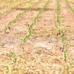 Sancionado el proyecto de créditos de carbono