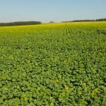 Vacunación antiaftosa logra 4,07 millones de bovinos registrados