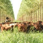 Envíos de menudencia generaron más de USD 100 millones