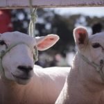 Sistema silvopastoril para elevar renta en campos marginales
