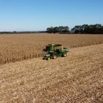 Descubren bacterias del trigo que pueden biocontrolar la mancha marrón