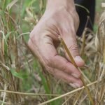 Paraguay y el rol de producir alimentos en armonía con el ambiente