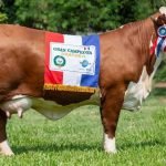 USDA estima mayor stock mundial de maíz y trigo
