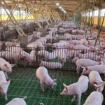 Sequía: las medidas fijadas por el BCP para mitigar efectos
