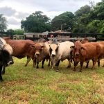 Ventana de agua permitirá salida de 200 mil tn de productos agrícolas