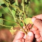 Alto Paraná: escenarios y desafíos en el control de enfermedades