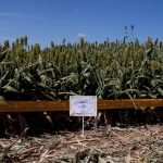 Canola: expansión del área de siembra mediante el uso de variedades