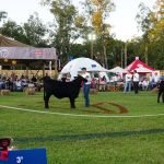 Carne aviar: menos envíos, pero mejores ingresos