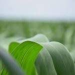 La Brahman Paraguay relanza su carne con marca