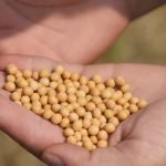 Apuntan a la recertificación de país libre de peste porcina