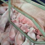 Taiwán disminuyó compra de carne bovina hasta marzo