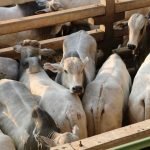 Simposio expondrá manejos del algodón en el Chaco