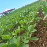 Paraguay exportó menor volumen de trigo zafra 2021