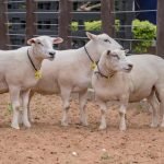 Significativa suba de envíos de menudencia bovina a Taiwán
