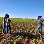 Faena porcina en tercer trimestre se incrementó 2%