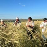 Canindeyú registró la mayor suba en superficie de trigo durante el 2023