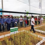 Kuwait pagó un mejor precio por la carne paraguaya