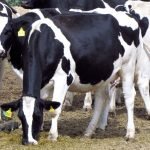 Exportaciones de maíz 2022 llegarían a niveles récord