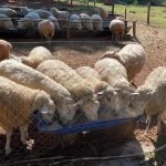Faena bovina en Argentina cae a mínimos históricos y con señales de desgaste en el stock