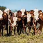 Paraguay casi triplicó sus envíos de maíz zafra 2022