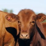El punto de equilibrio del algodón se ubica entre los 2000 y 2100 kg/ha