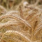 Taiwán y Pakistán, posibles destinos del algodón