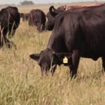 Se acentúa el crecimiento de biológicos en el agro