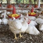 Se acentúa el crecimiento de biológicos en el agro