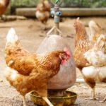 Vacunación contra la aftosa y brucelosis bovina se extiende hasta el 23 de junio