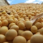 De la teoría a la práctica: mejoramiento genético en ganado de carne