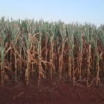 Senacsa alcanza 25 % de avance en el muestreo serológico nacional