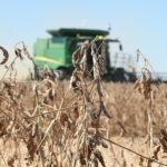 El “granero del mundo” aumentaría 17% su producción de soja 2023/24