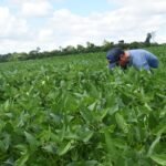 Más de 71 mil toneladas de carne exportó Paraguay en el primer trimestre