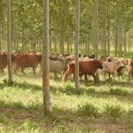 MEC incluye carne porcina como opción dentro del menú del almuerzo escolar