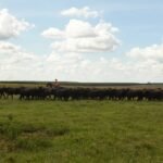 Maíz y arroz respaldaron mayor envío de cereales