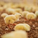 USDA sostiene su previsión de cosecha de soja paraguaya en 10,7 millones de toneladas