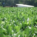 Habilitarán plantas para exportar carne a Bolivia